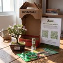 Bonsai Serissa 2 Anos E Kit Para Cuidados