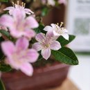 Bonsai Serissa 2 Anos E Kit Para Cuidados