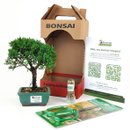Bonsai Procumbens 2 Anos E Kit Para Cuidados