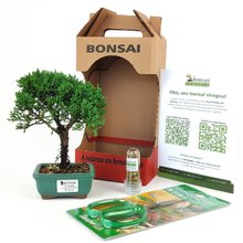 Bonsai Procumbens 2 Anos E Kit Para Cuidados