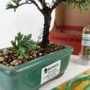 Bonsai Procumbens 2 Anos E Kit Para Cuidados