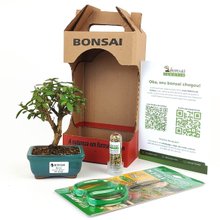 Bonsai Mini Goiaba E Kit Para Cuidados