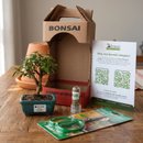 Bonsai Mini Goiaba E Kit Para Cuidados