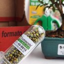 Bonsai Mini Goiaba E Kit Para Cuidados