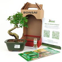 Bonsai Ligustrum 3 Anos E Kit Para Cuidados