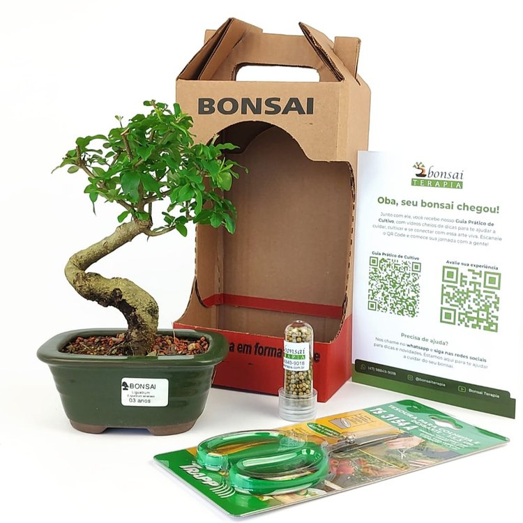 Bonsai Ligustrum 3 Anos E Kit Para Cuidados