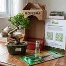 Bonsai Ligustrum 3 Anos E Kit Para Cuidados