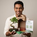 Bonsai Ligustrum 3 Anos E Kit Para Cuidados