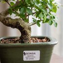 Bonsai Ligustrum 3 Anos E Kit Para Cuidados