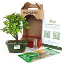 Bonsai Acerola 3 Anos E Kit Para Cuidados