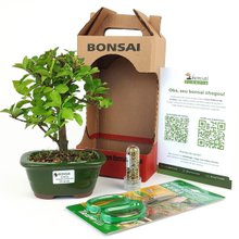 Bonsai Acerola 3 Anos E Kit Para Cuidados
