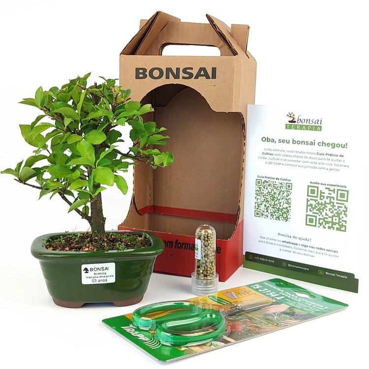 Bonsai Acerola 3 Anos E Kit Para Cuidados