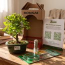 Bonsai Acerola 3 Anos E Kit Para Cuidados