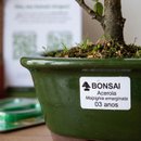 Bonsai Acerola 3 Anos E Kit Para Cuidados