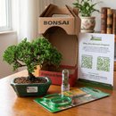 Bonsai Procumbens 3 Anos E Kit Para Cuidados