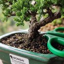 Bonsai Procumbens 3 Anos E Kit Para Cuidados