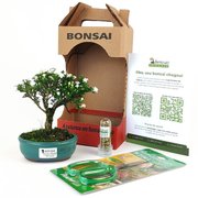 Bonsai Serissa Dobrada E Kit Para Cuidados