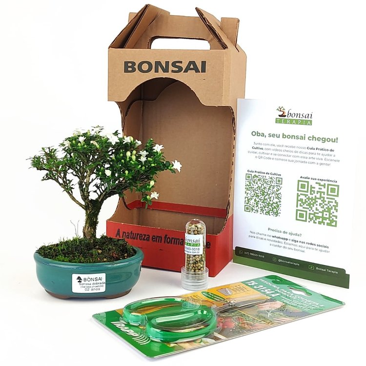 Bonsai Serissa Dobrada E Kit Para Cuidados