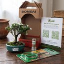 Bonsai Serissa Dobrada E Kit Para Cuidados