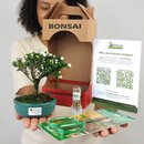 Bonsai Serissa Dobrada E Kit Para Cuidados