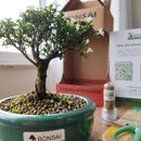 Bonsai Serissa Dobrada E Kit Para Cuidados
