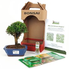 Bonsai Buxus Harlandii 3 Anos E Kit Para Cuidados