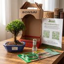 Bonsai Buxus Harlandii 3 Anos E Kit Para Cuidados