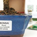 Bonsai Buxus Harlandii 3 Anos E Kit Para Cuidados