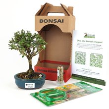 Bonsai Serissa Variegata E Kit Para Cuidados