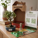 Bonsai Serissa Variegata E Kit Para Cuidados