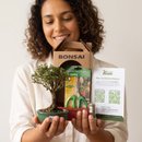 Bonsai Serissa Variegata E Kit Para Cuidados