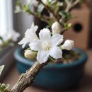 Bonsai Serissa Variegata E Kit Para Cuidados