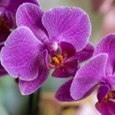 Cesta Amor Sem Fim Orquídea 