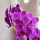 Box Orquídea Elegance Parabéns