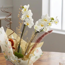 Orquídea Phalaenopsis no Vaso 