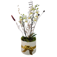 Orquídea Phalaenopsis no Cachepot 