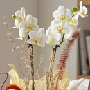 Orquídea Phalaenopsis no Cachepot 