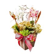 Arranjo Duo de Mini Orquídeas com Flores Secas
