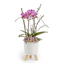 Arranjo Duo de Mini Orquídeas com Flores Secas