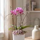Arranjo Duo de Mini Orquídeas com Flores Secas