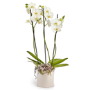 Orquídea Phalaenopsis Branca com 3 Hastes em Caixa Box