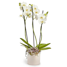 Orquídea Phalaenopsis Branca com 3 Hastes em Caixa Box