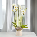 Orquídea Phalaenopsis Branca com 3 Hastes em Caixa Box