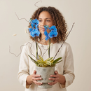 Orquídea Phalaenopsis Azul em Vaso de Cerâmica  