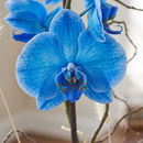 Orquídea Phalaenopsis Azul em Vaso de Cerâmica  