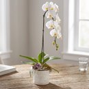 Orquídea Cascata Rosácea 1 Haste em Vaso de Ceramica