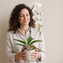 Orquídea Cascata Rosácea 1 Haste em Vaso de Ceramica