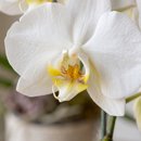 Orquídea Cascata Rosácea 1 Haste em Vaso de Ceramica