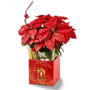 Arranjo Natalino Elegância com Poinsétia
