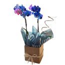 Orquídea Phalaenopsis Azul no Vaso